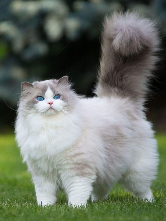 Ragdoll Cat