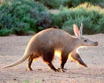 Aardvark