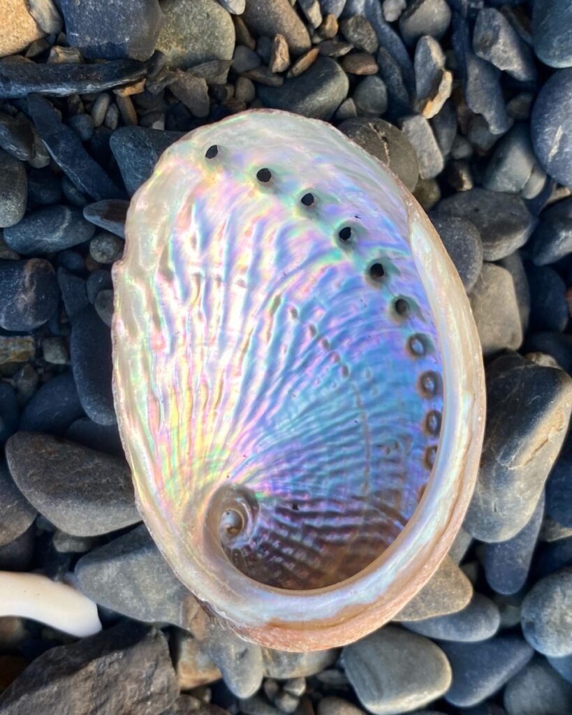 Abalone