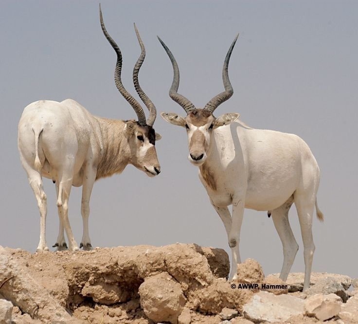 Addax