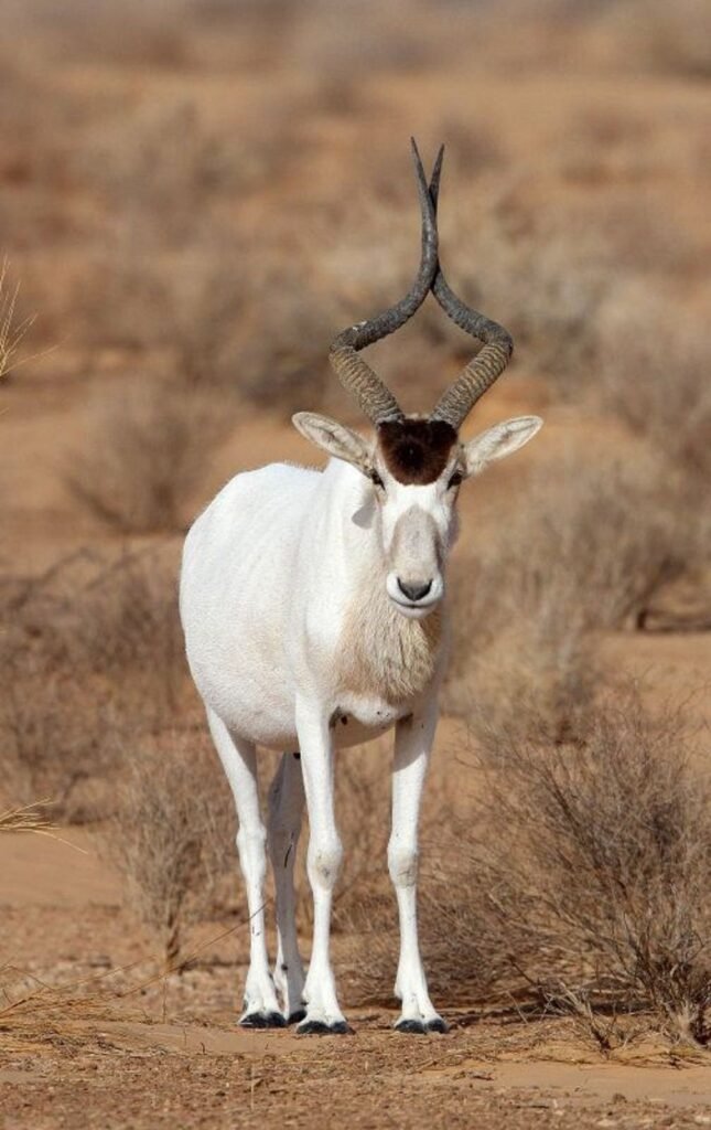 Addax