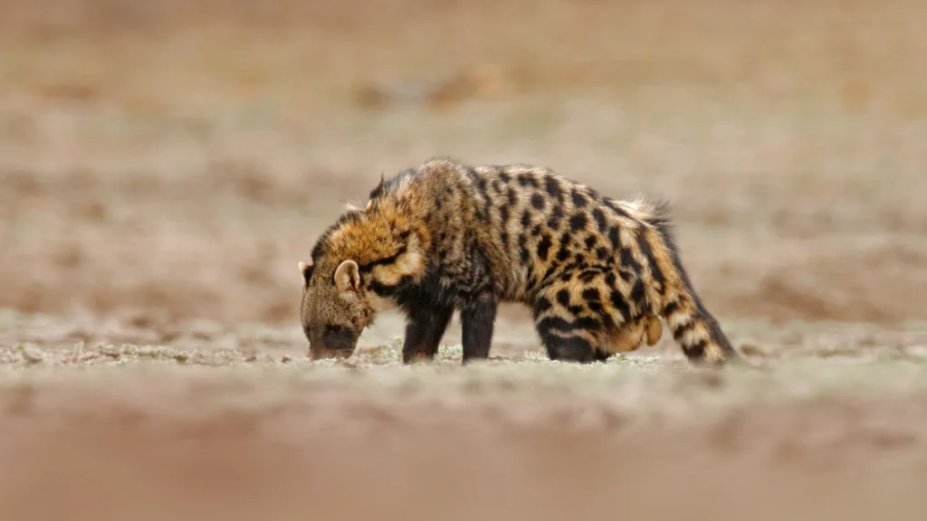 African Civet