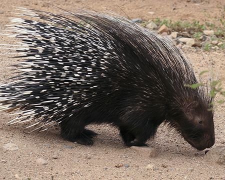 African Crested Porcupine