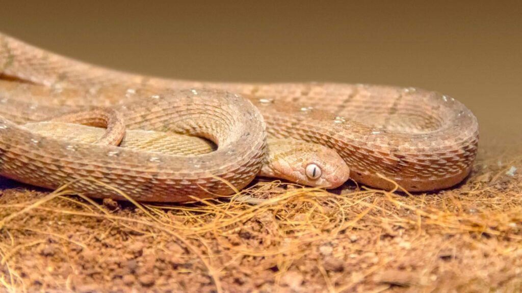 African Egg-Eating Snake