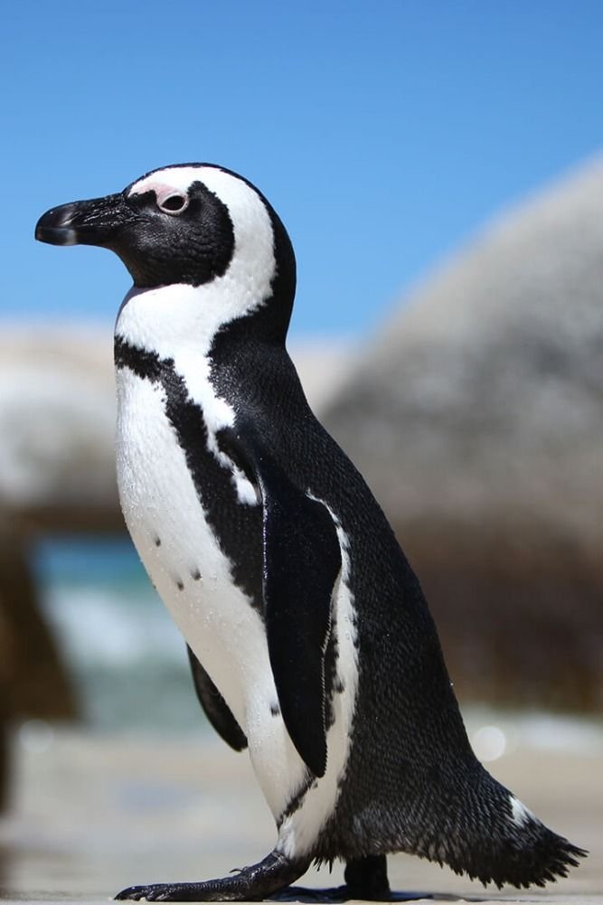 African Penguin