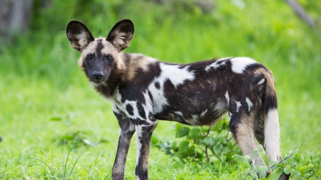 African Wild Dog