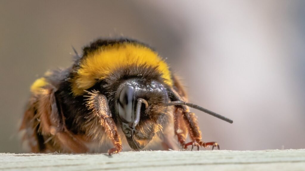 Africanized Bee
