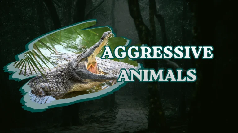 Aggressive Animals