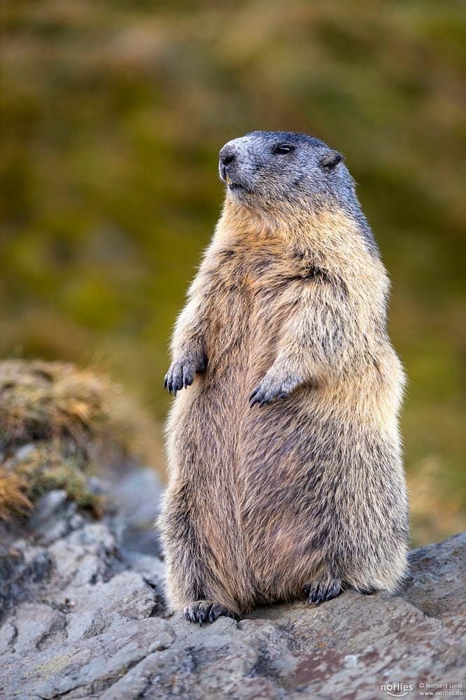 Alpine Marmot
