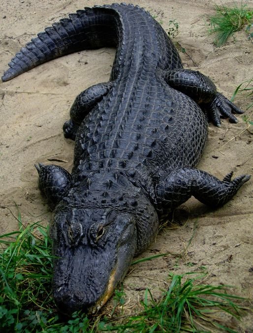 American Alligator