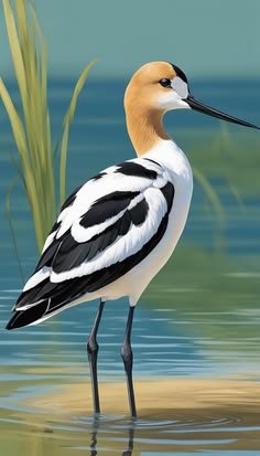 American Avocet