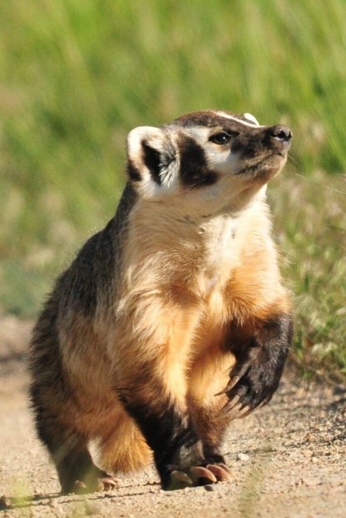 American Badger