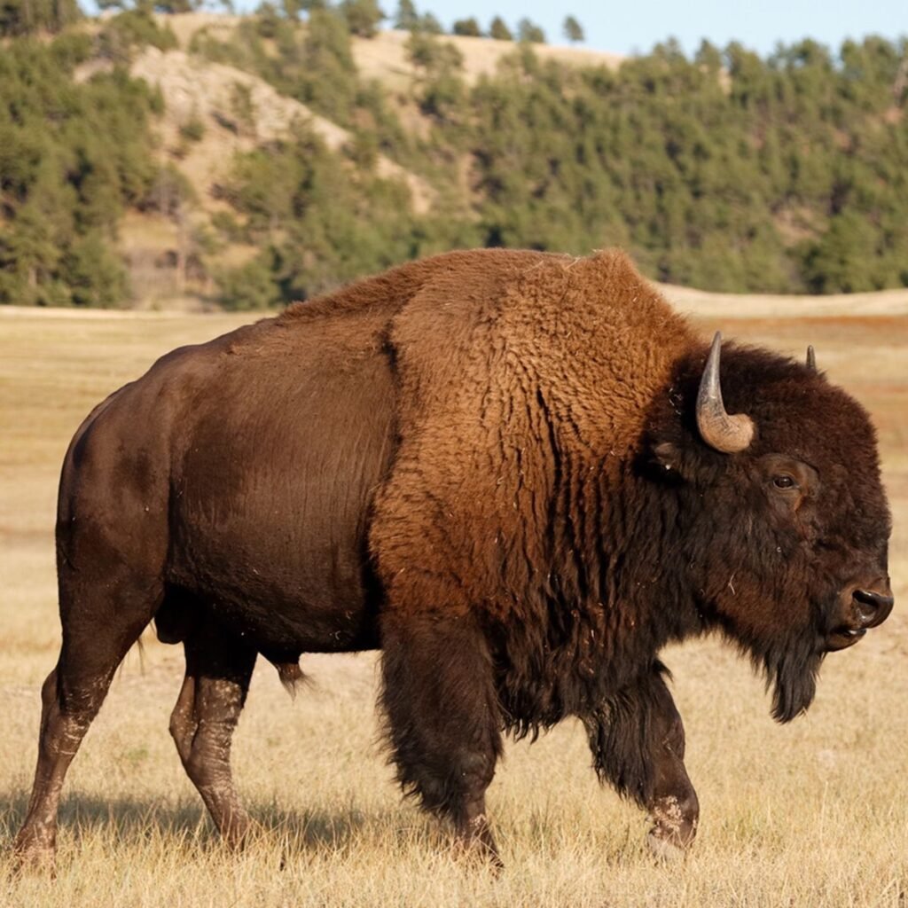 American Bison