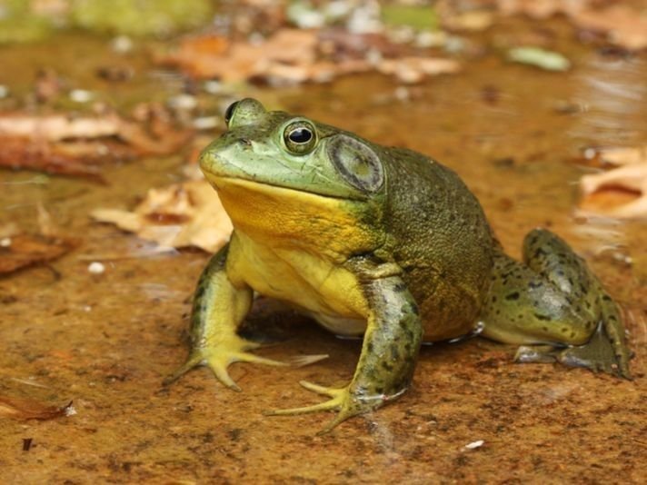Bullfrog