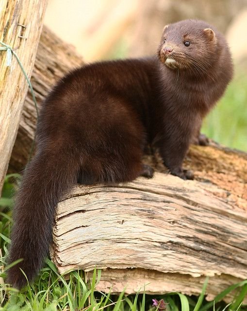American Mink