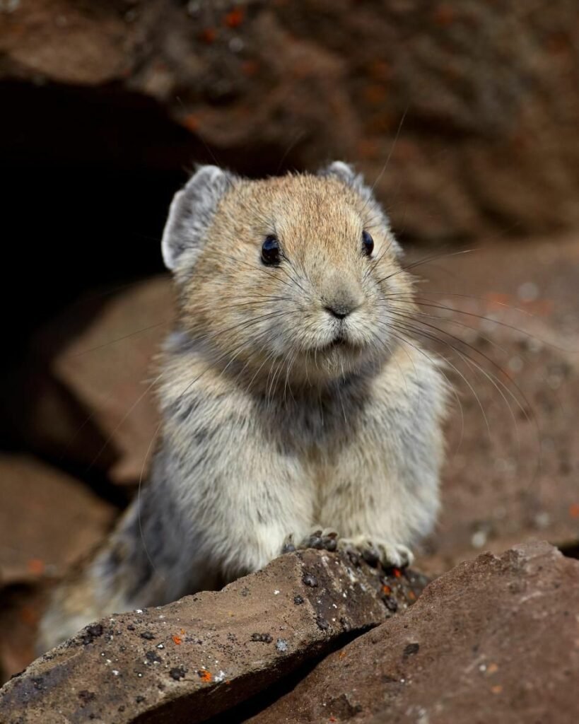 American Pika