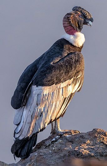 Andean Condor