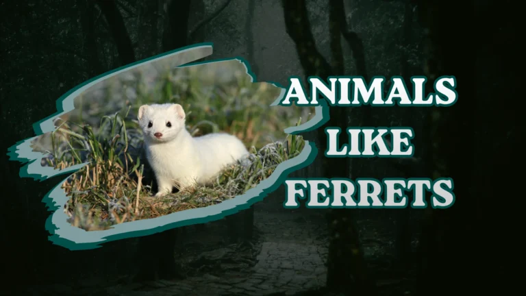 Animals Like Ferrets