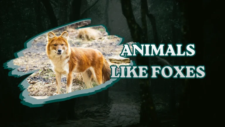 Animals Like Foxes