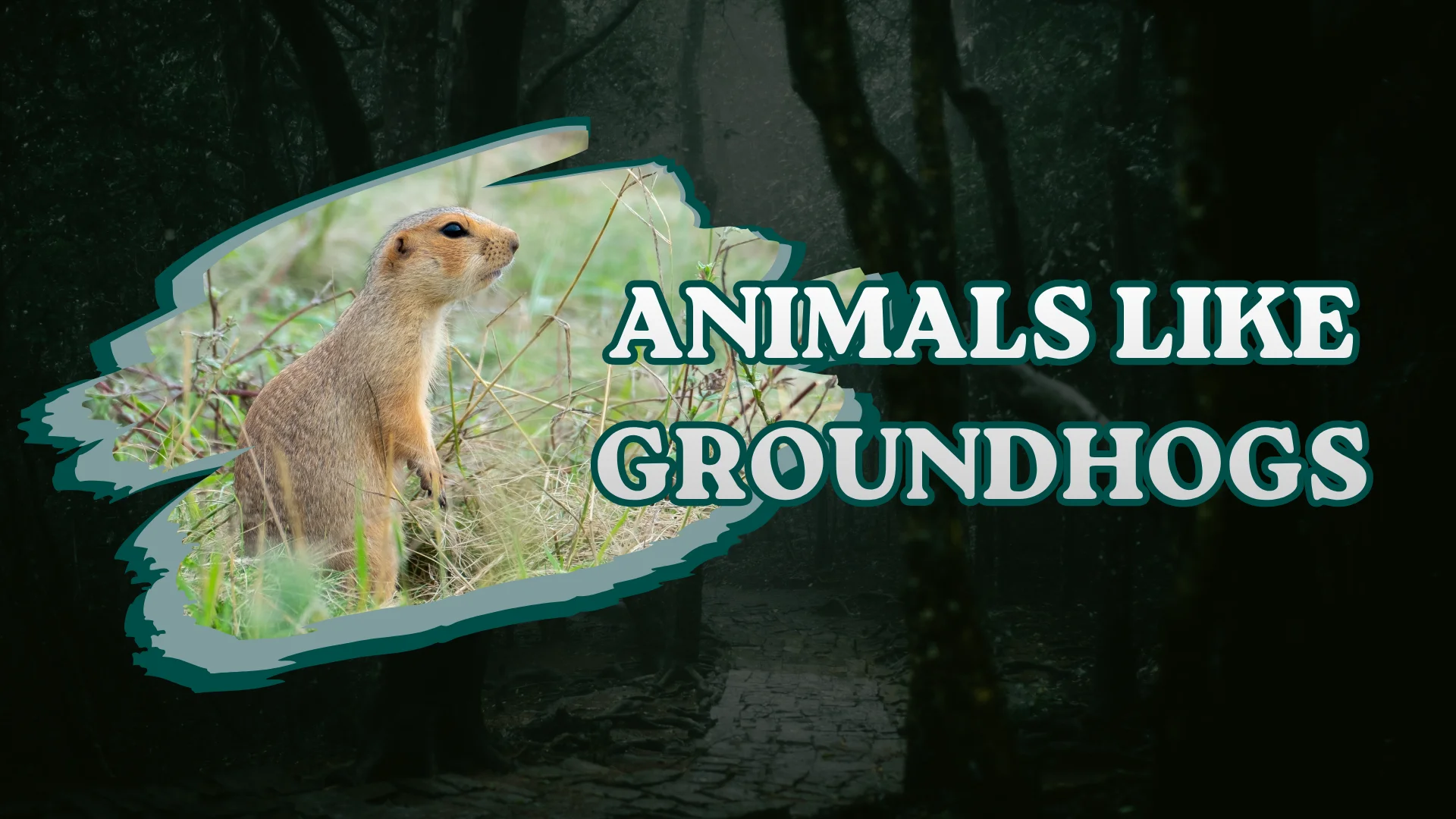 Pocket Gopher