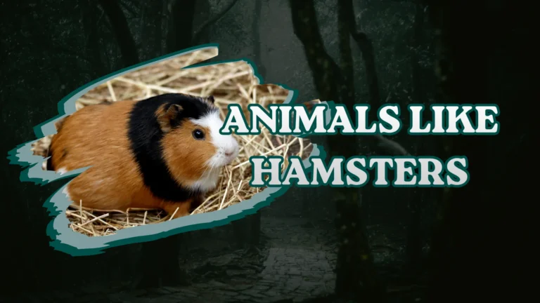 Animals Like Hamsters