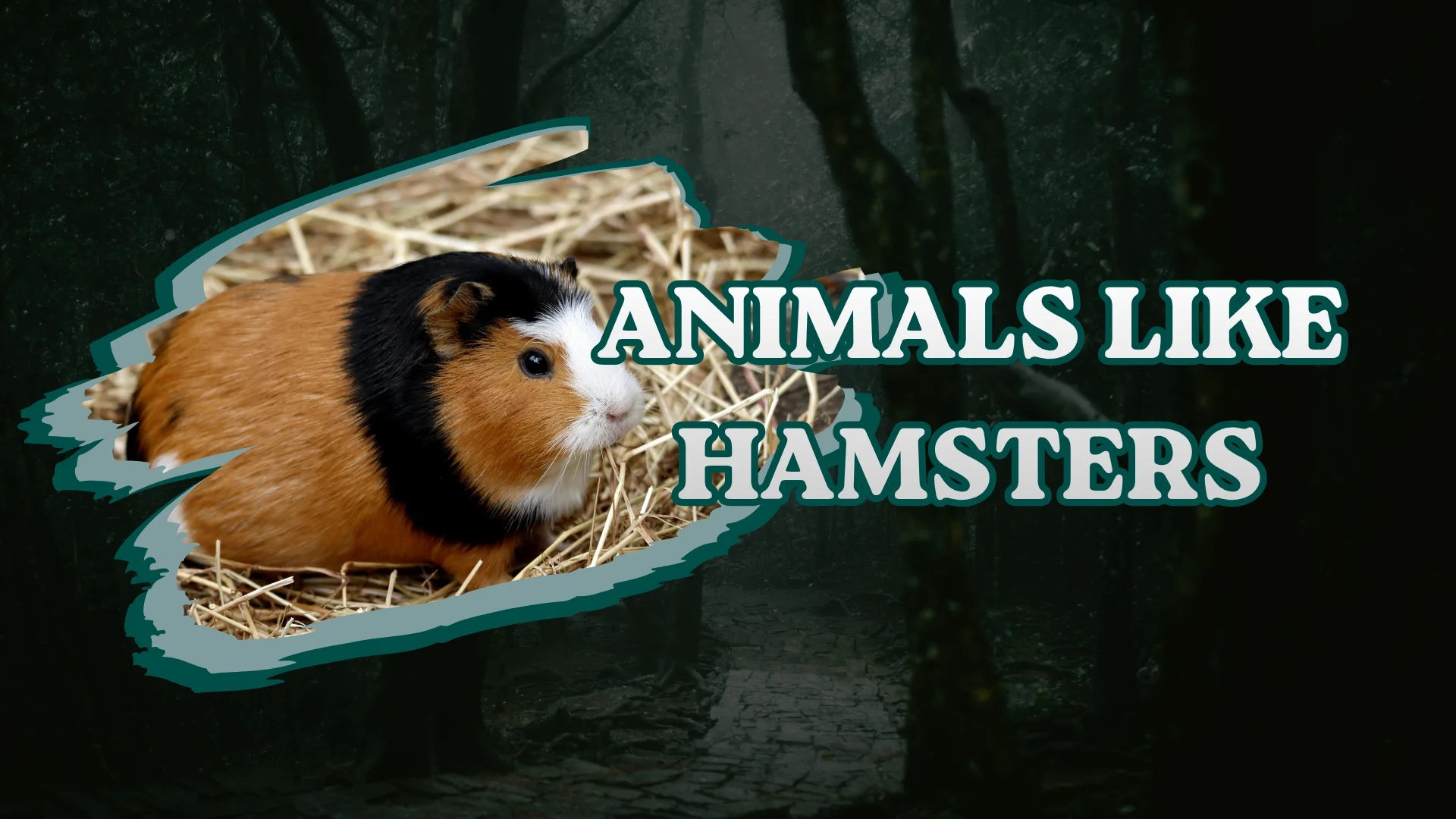 Animals Like Hamsters