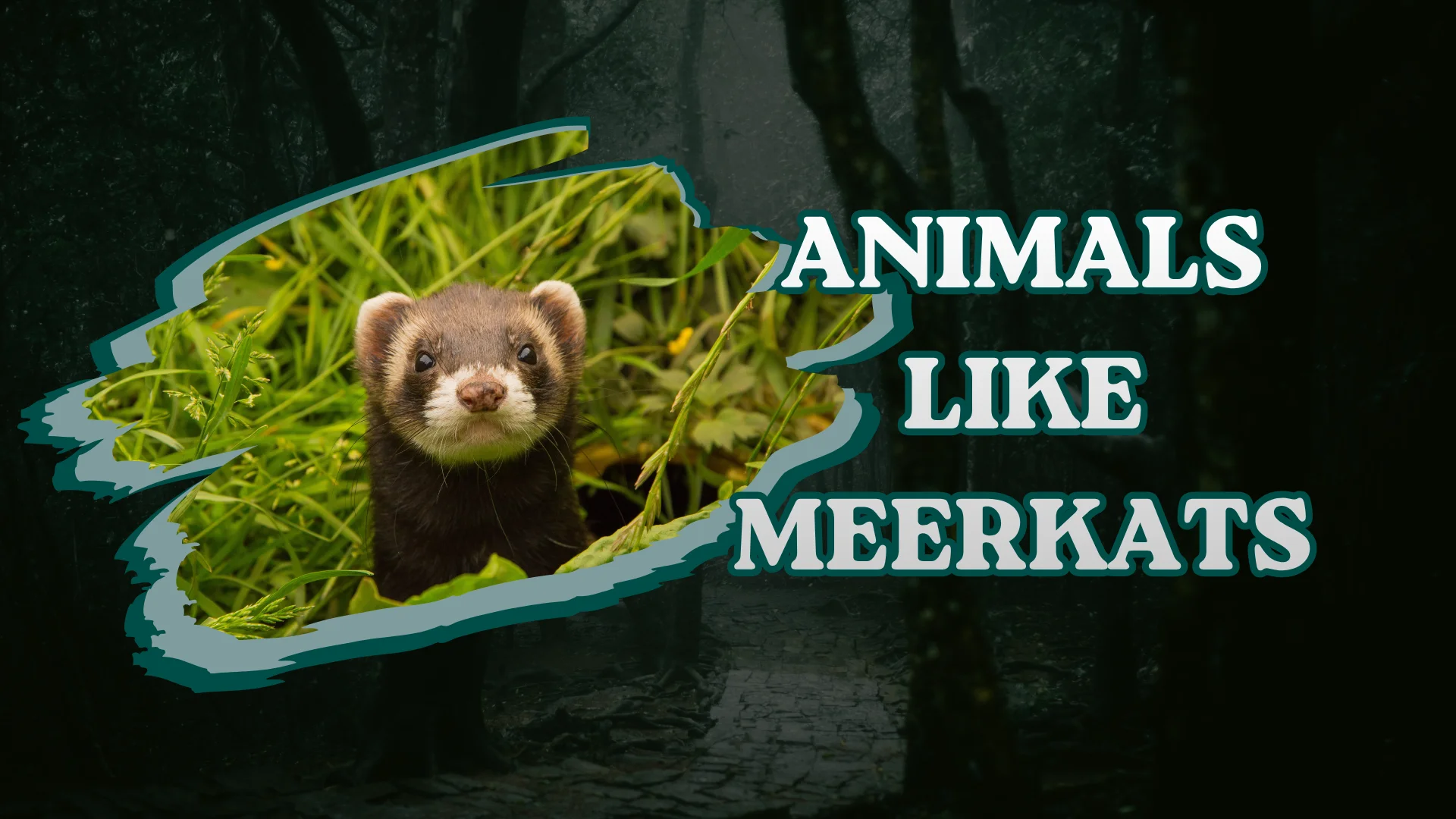 Animals Like Meerkats
