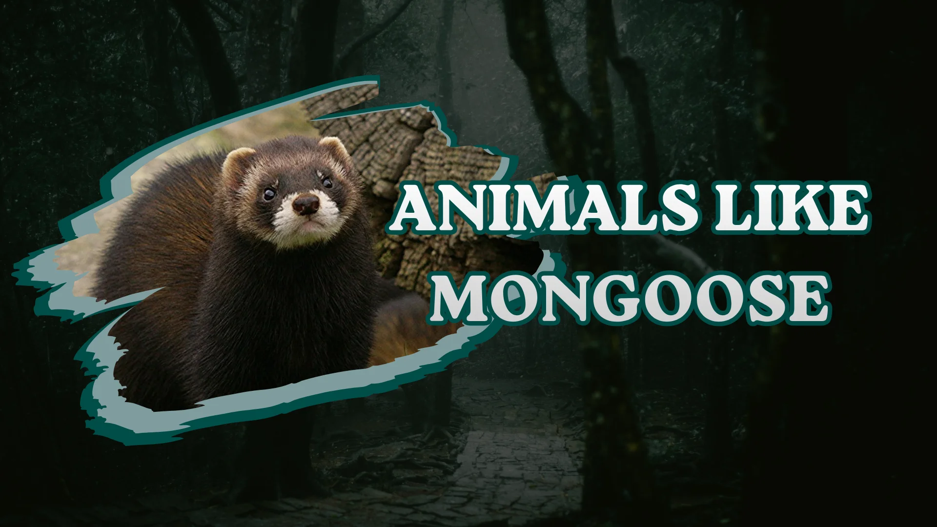 Animals Like Mongoose