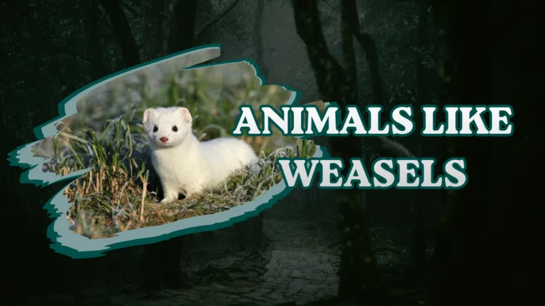 Animals Like Weasels