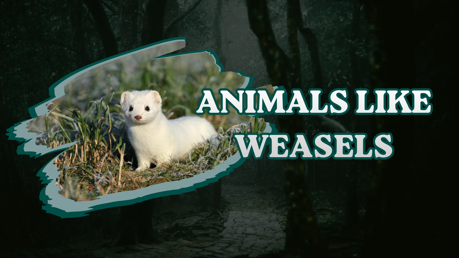 Animals Like Weasels