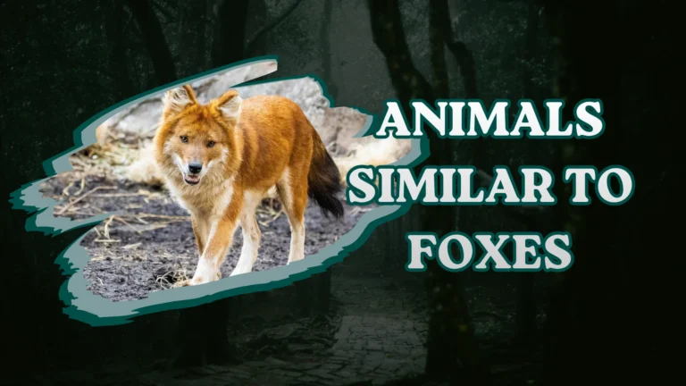 Animals Similar to Foxes