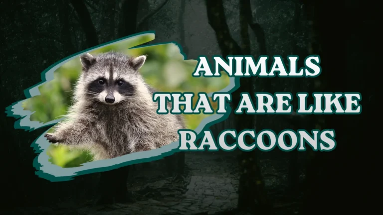 Animals That Are Like Raccoons