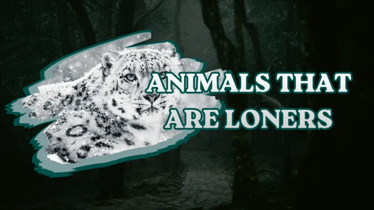 Animals That Are Loners