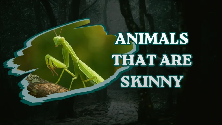 Animals That Are Skinny