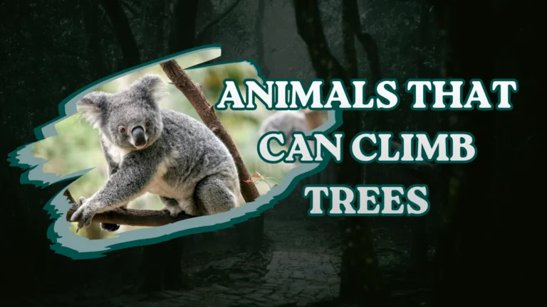 Animals That Can Climb Trees