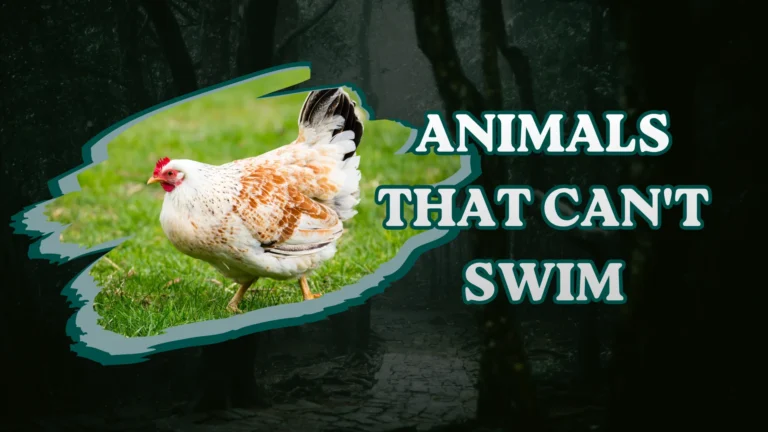 Animals That Can't Swim