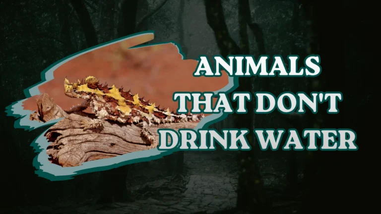 Animals That Don't Drink Water