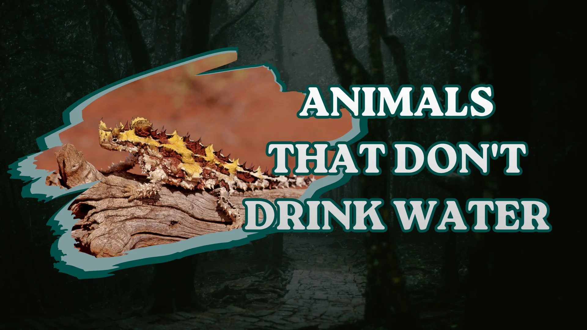 Animals That Don't Drink Water