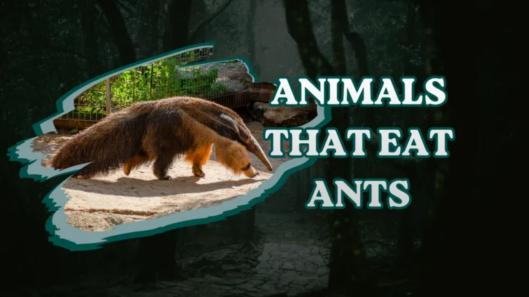 Animals That Eat Ants