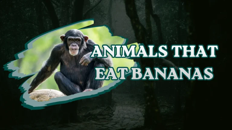 Animals That Eat Bananas