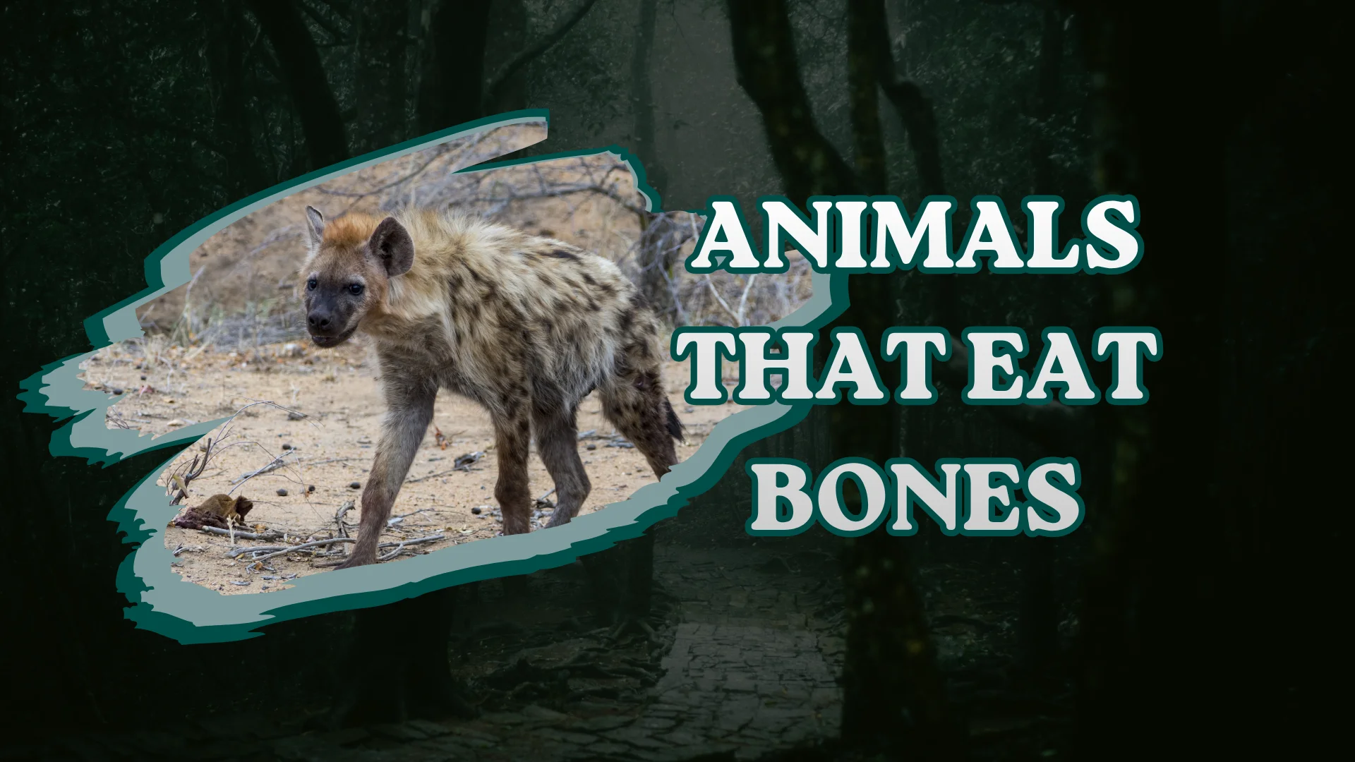 Animals That Eat Bones