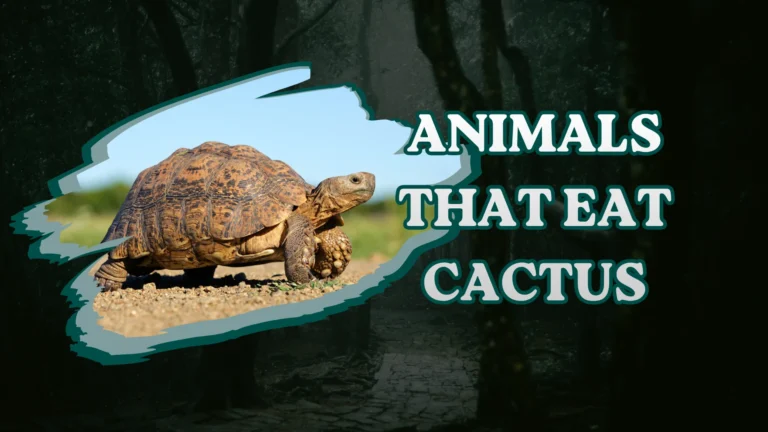 Animals That Eat Cactus