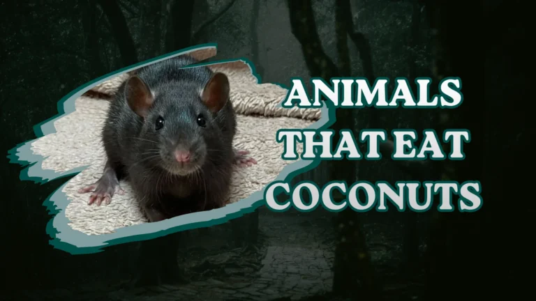 Animals That Eat Coconuts