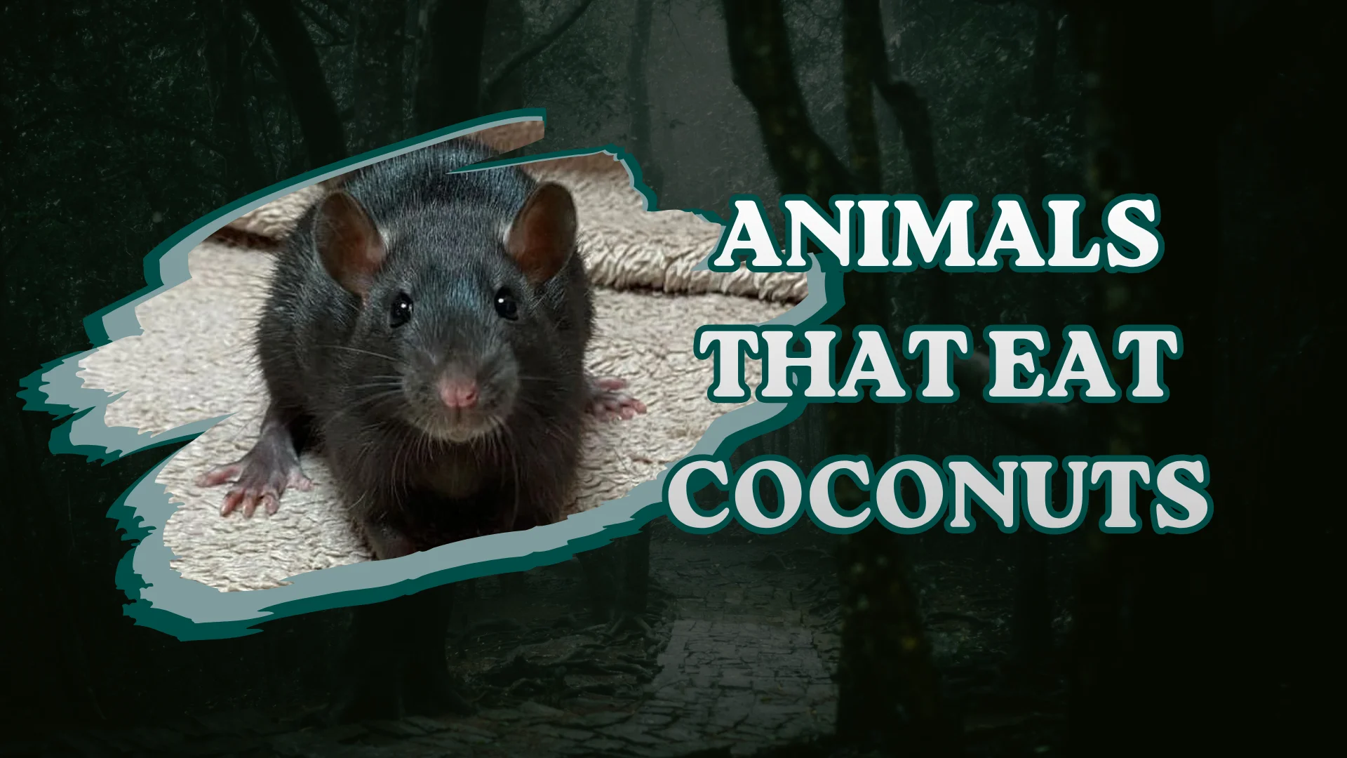 Animals That Eat Coconuts