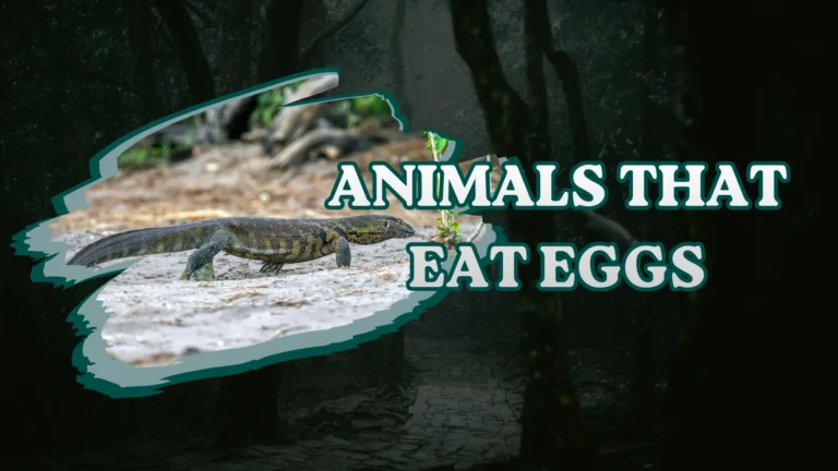 Animals That Eat Eggs