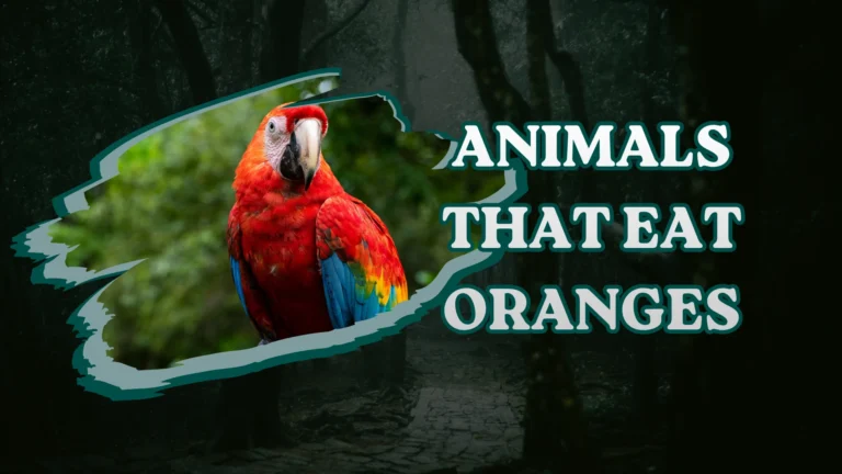 Animals That Eat Oranges