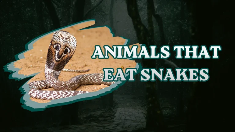 Animals That Eat Snakes