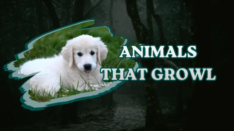 Animals That Growl
