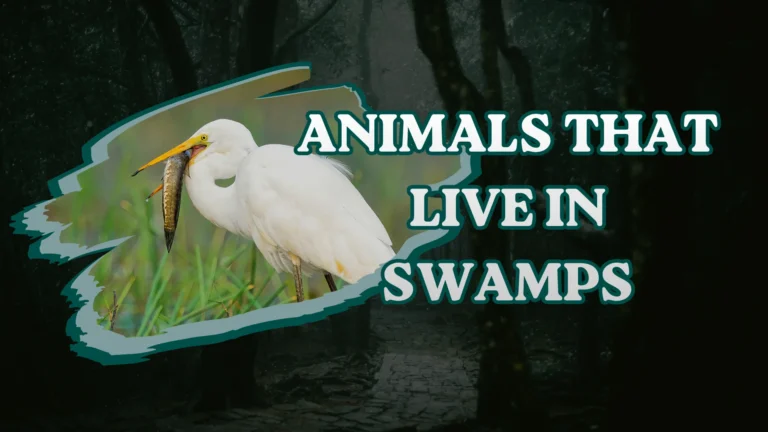 Animals That Live in Swamps