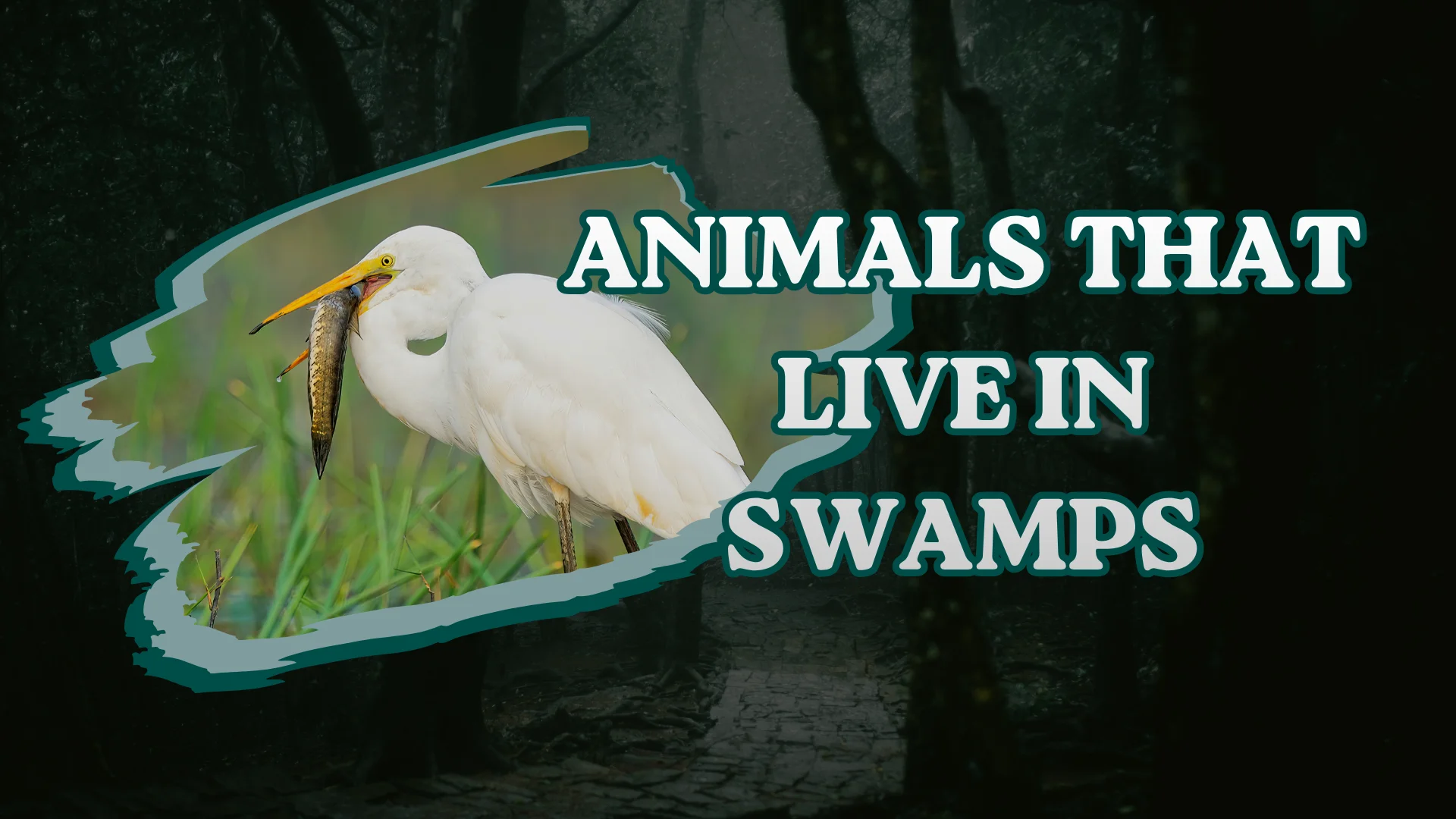 Animals That Live in Swamps